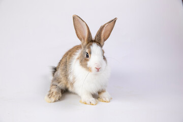 Healthy lovely baby bunny easter rabbit on white background. Cute fluffy rabbit on white background Animal symbol of easter day festival. © unikyluckk