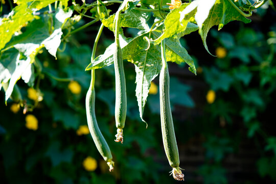 Fresh and tender Luffa fruit growing on vines.