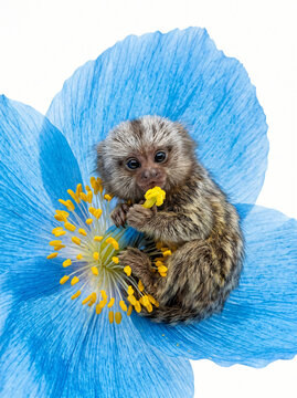 A tiny pygmy marmoset monkey sitting inside a large vibrant blue poppy flower.
