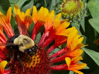 Bumblebee feeding on a red and yellow flower close-up © Brandon
