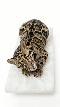 A beautiful young clouded leopard cub resting on a white textured surface.