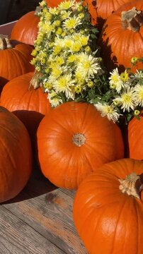 Close up of many big and perfect orange pumpkins laying down wooden table and decorated with yellow chrysanthemum flowers on a sunny day. Autumn harvest festival celebration natural decor