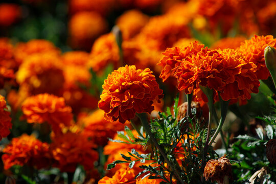 orange marigolds in the garden
