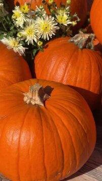 Close up of many big and perfect orange pumpkins laying down wooden table and decorated with yellow chrysanthemum flowers. Autumn harvest festival celebration natural decor