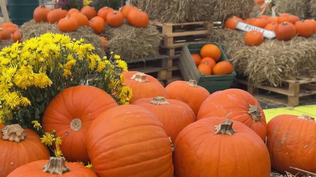 Many big and perfect orange pumpkins laying down around on the hay and decorated with chrysanthemum flowers. Autumn harvest festival celebration natural decor with festive fall vibe