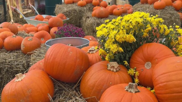 Many big and perfect orange pumpkins laying down around on the hay and decorated with chrysanthemum flowers. Autumn harvest festival celebration natural decor with festive fall vibe