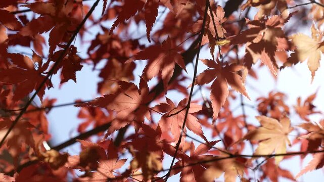 赤く色付いた紅葉の4Kティルトアップ動画