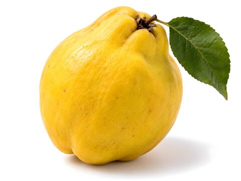 Chinese quince