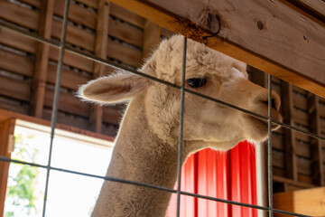 Curious white llama peeking through the bars of a zoo enclosure, close-up portrait capturing the friendly and gentle nature of this unusual animal © Juli