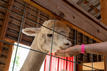 Human hand feeding a white llama through a wire fence at a zoo, close-up animal interaction and family-friendly wildlife experience © Juli