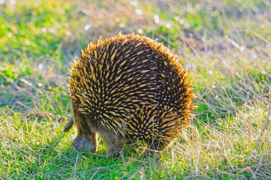 Short-beaked echidna forgaing at sunset, Summerlands, Phillip Island, Victoria Australia