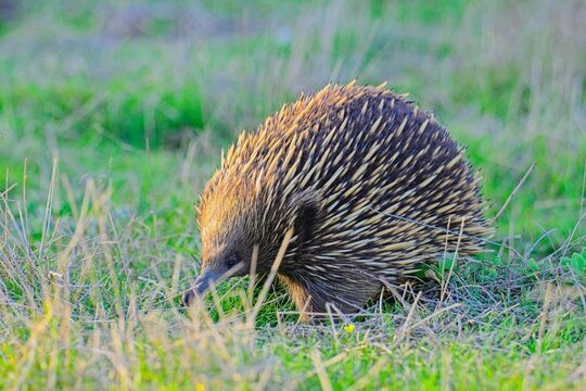 Short-beaked echidna forgaing at sunset, Summerlands, Phillip Island, Victoria Australia