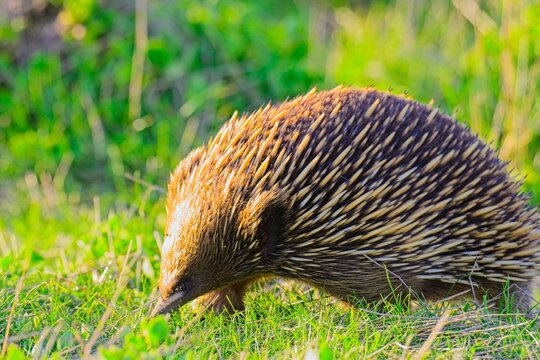 Short-beaked echidna forgaing at sunset, Summerlands, Phillip Island, Victoria Australia