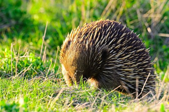 Short-beaked echidna forgaing at sunset, Summerlands, Phillip Island, Victoria Australia