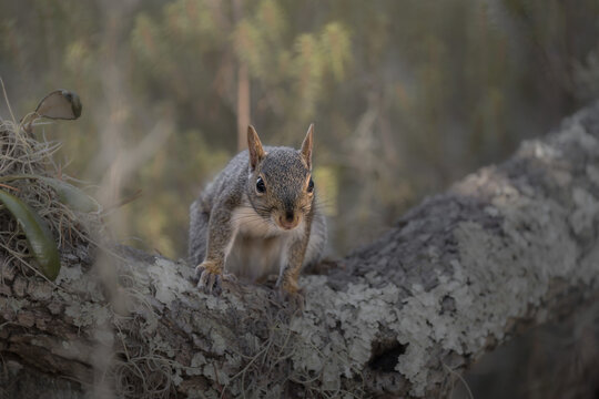Eastern gray squirrel photographed in a natural woodland environment