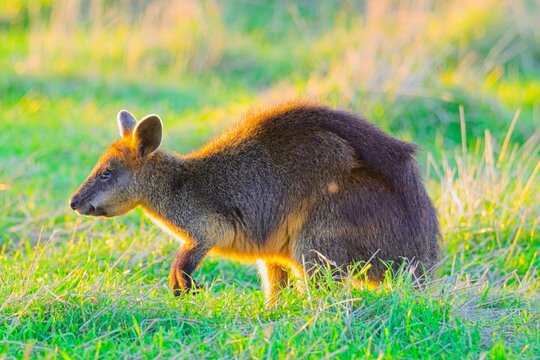 Old swamp wallaby at sunset, in the golden sunset light, Summerlands reserve, Millowl, Phillip Island, Victoria, Australia
