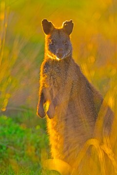 Close up portrait of swamp wallaby with damaged ear, in the golden sunset light, Summerlands reserve, Millowl, Phillip Island, Victoria, Australia
