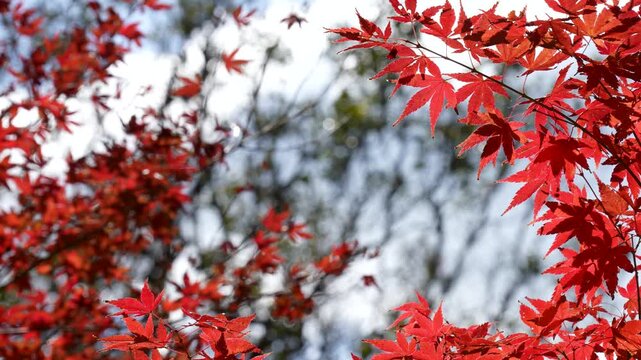 赤く色付いた紅葉の4Kティルトアップ動画