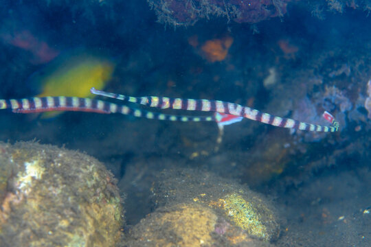 banded pipefish, Dunckerocampus dactyliophorus, in Tufi fjords, Papua New Guinea