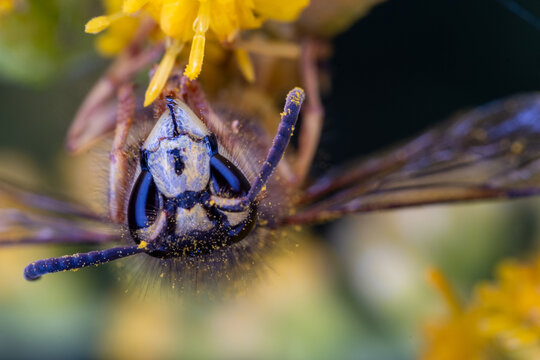 A wasp covered in pollen on a flower. Wasp close up