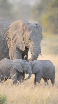 A majestic mother elephant gently watches over her two adorable playful baby calves standing together happily in the golden sunlit wilderness grassy plain nature landscape.