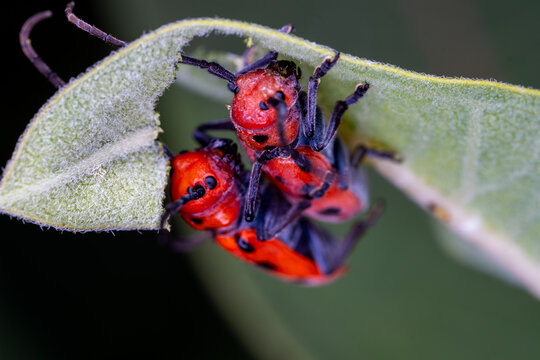 red bug on a leaf, red milkweed beetle reproduction, Tetraopes tetraophthalmus