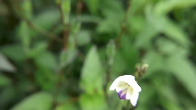 Hoverfly collecting nectar from a small white flower in the garden with green background