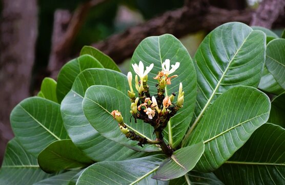 Flores no Cerrado brasileiro