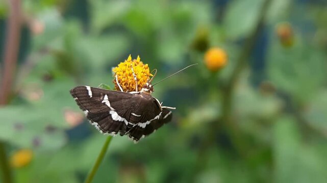 Hawaiian beet webworm moth resting on a blooming yellow blossom with green background