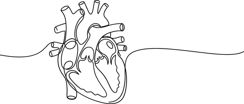 Continuous line art of human heart anatomy with major blood vessels and internal chambers.