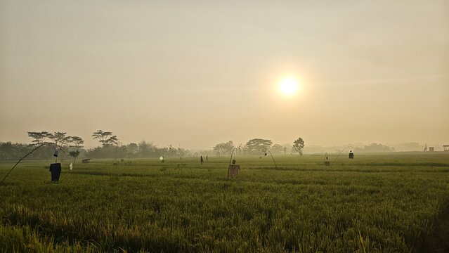Beautiful sunrise over green rice field with traditional scarecrows in Indonesia