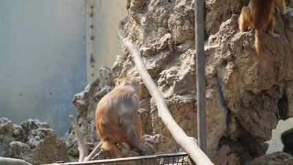 back side of adult snow monkey sitting under the sun alone in the zoo © ElizabethGo