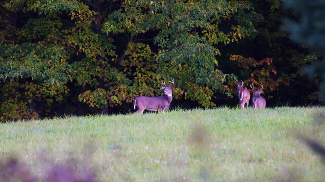 Three whitetail bucks gather at wooded field edge in early fall
