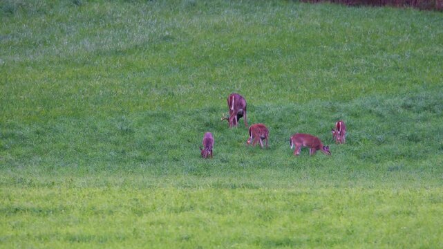 Mature whitetail buck grazes with four does in early fall field