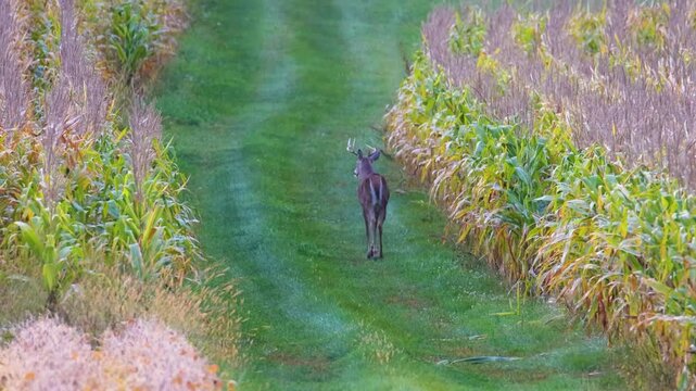 Mature whitetail buck walks tractor trail between cornfields
