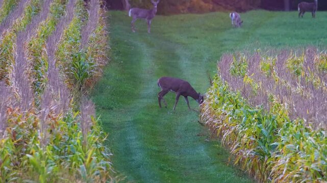 Mature whitetail buck disappears into cornfield with deer behind