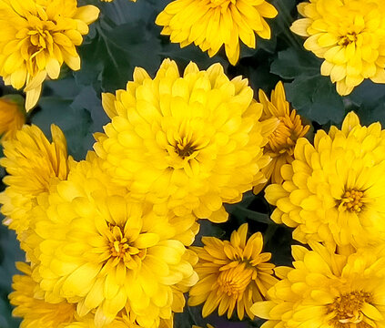 家に咲いていた菊の花です
