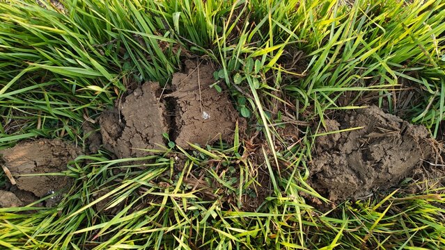 Top view of dry cracked soil patches hidden among lush green grass