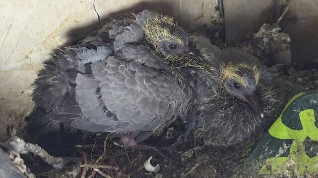 Pigeon Chicks Settled Comfortably in Nest
