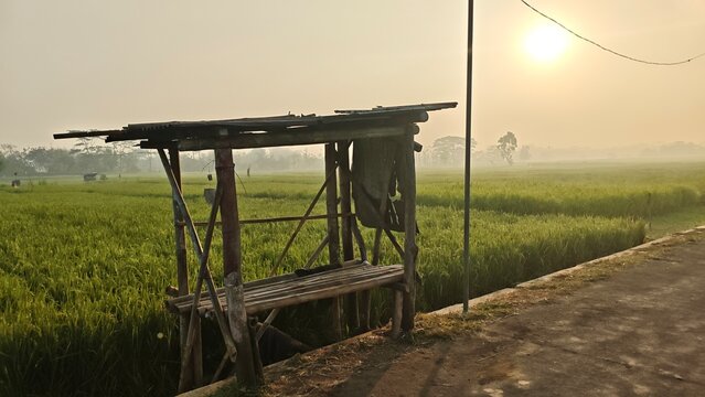 Traditional wooden hut in a green rice field during a hazy morning sunrise