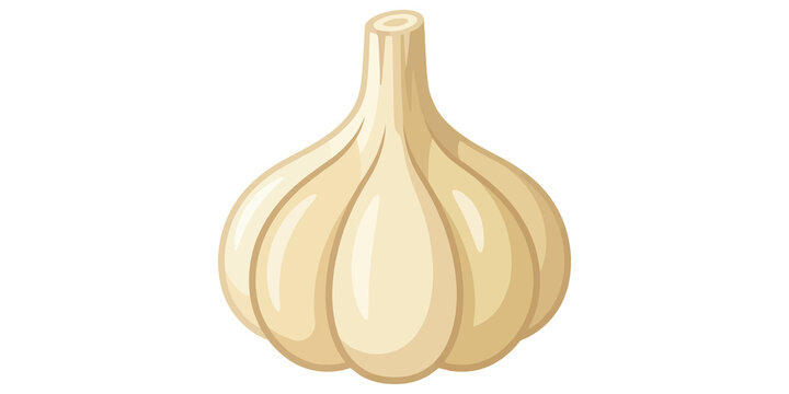 Whole garlic bulb, beige and white cloves, essential ingredient for cooking and seasoning many dishes.