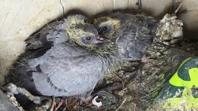 Pigeon Chicks Showing Detailed Feather Patterns