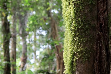 Fototapeta premium Moss Covered Tree Trunk Among Forest Trunks In Munduk Bali