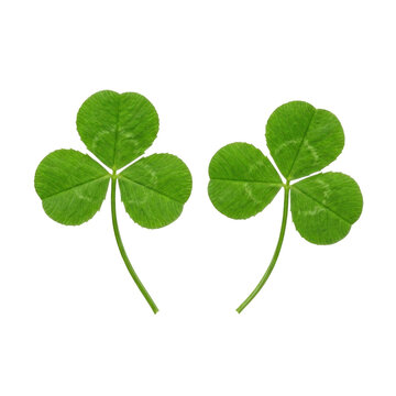 Photo-Realistic Two Green Shamrocks (Three-Leaf Clovers) on Black, Symbolizing Luck for St. Patrick's Day