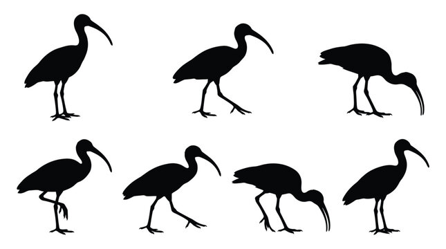 Set of ibis bird silhouettes showing various postures and walking poses on white background