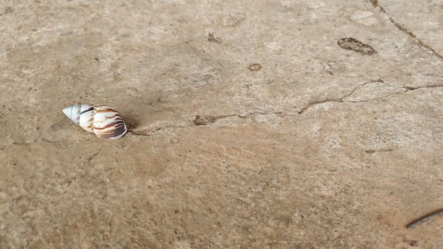 Close-up of a striped tree snail shell on a cracked concrete floor
