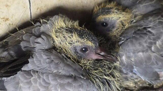 A detailed perspective of a pigeon resting among nesting material, with its patterned feathers and facial features clearly visible