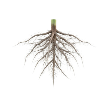 Detailed natural plant root system structure isolated for biological education and botanical study purposes.
