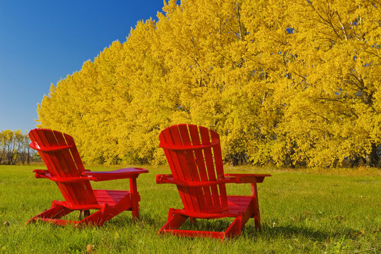two chairs at the edge of a hay field with a shelterbelt in autumn colors in the background