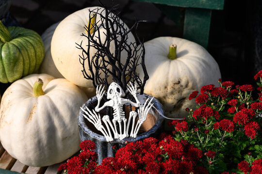 Creepy happy Halloween, plastic frog skeleton with black branches, white ghost pumpkins, red fall blooming chrysanthemum flowers growing, holiday garden decorations
